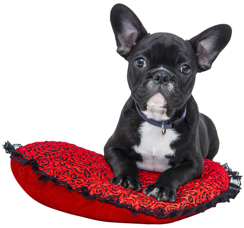 about_us_dog